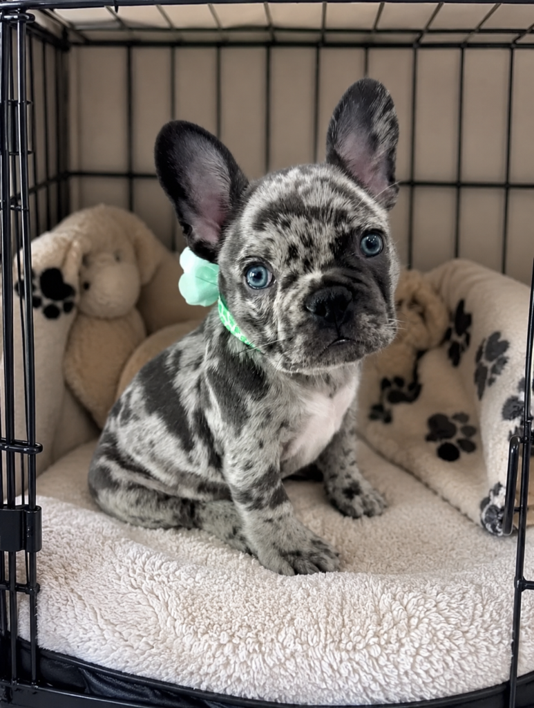 French Bulldog puppy travel