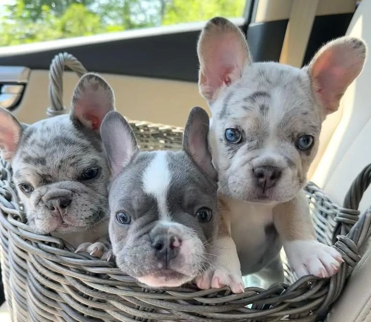 French Bulldog puppy