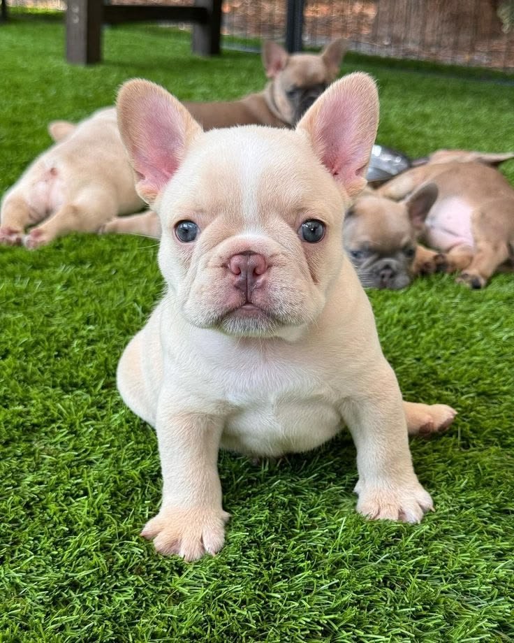 Happy French Bulldog puppy