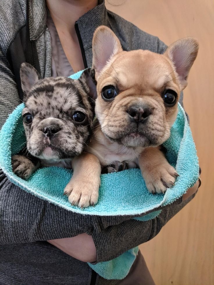 French Bulldog puppy
