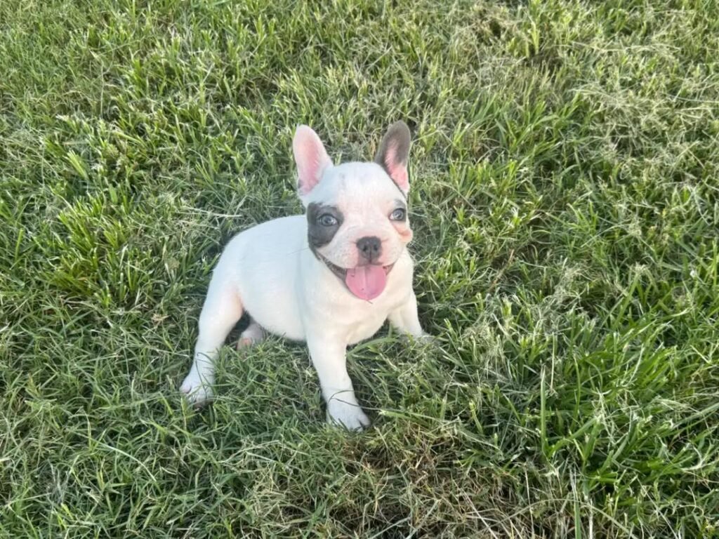 Nova the White & Blue-Gray Pied French Bulldog puppy