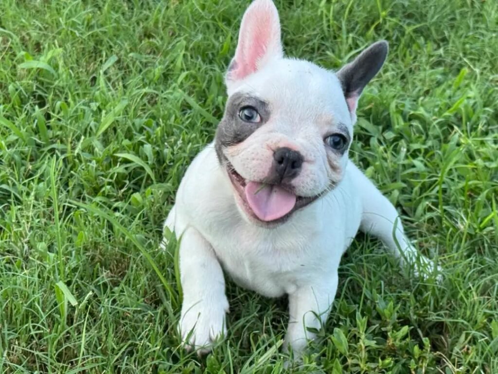 Nova French Bulldog puppy