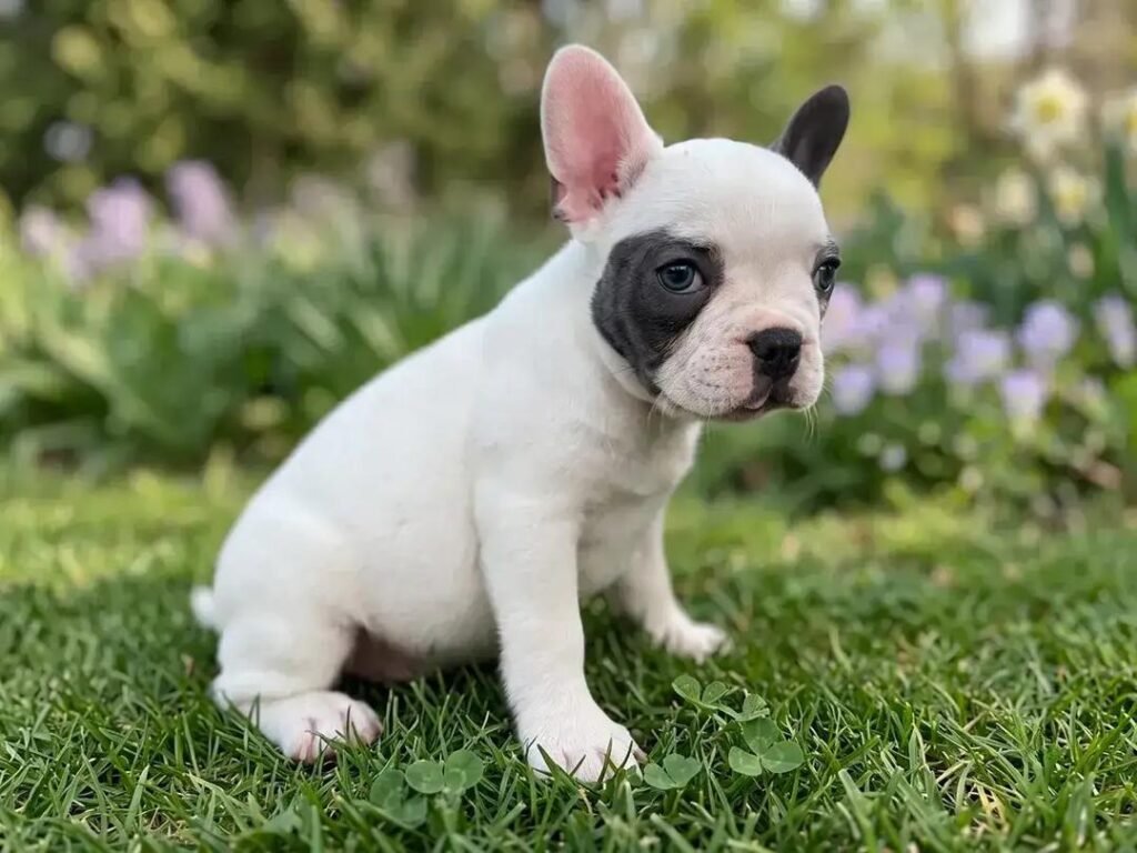 Nova the White & Blue-Gray Pied French Bulldog puppy
