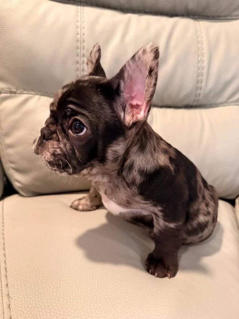 Coco French Bulldog puppy