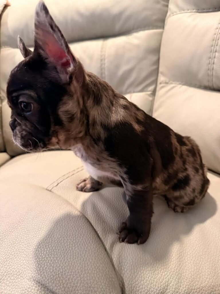 Coco the Dark Merle French Bulldog puppy
