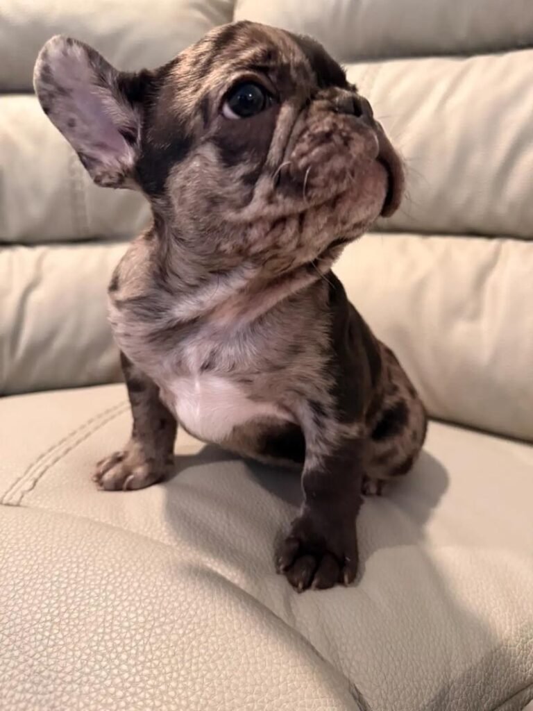 Coco the Dark Merle French Bulldog puppy