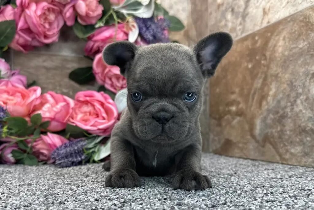 Storm French Bulldog puppy
