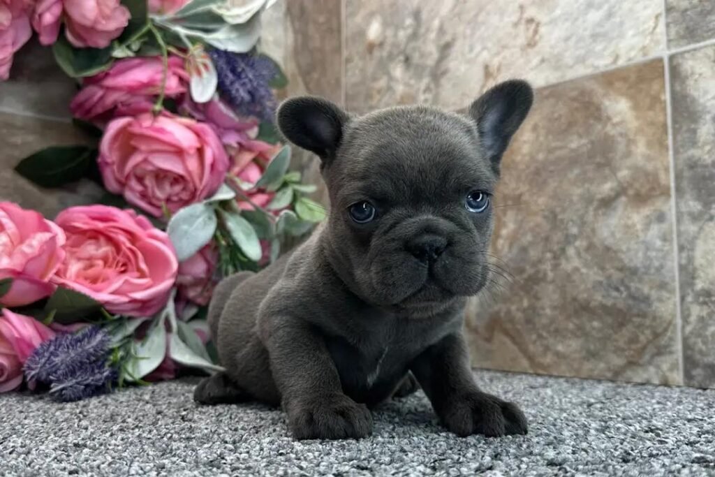 Storm the Blue / Gray French Bulldog puppy