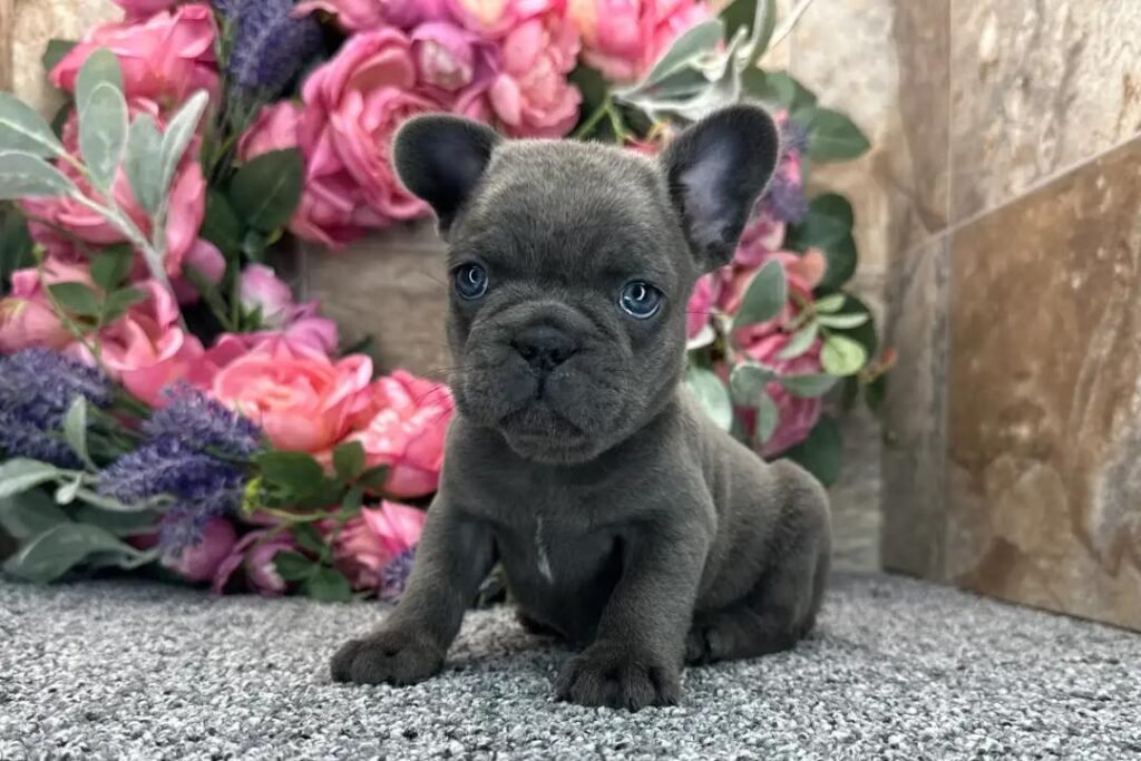 Storm the Blue / Gray French Bulldog puppy