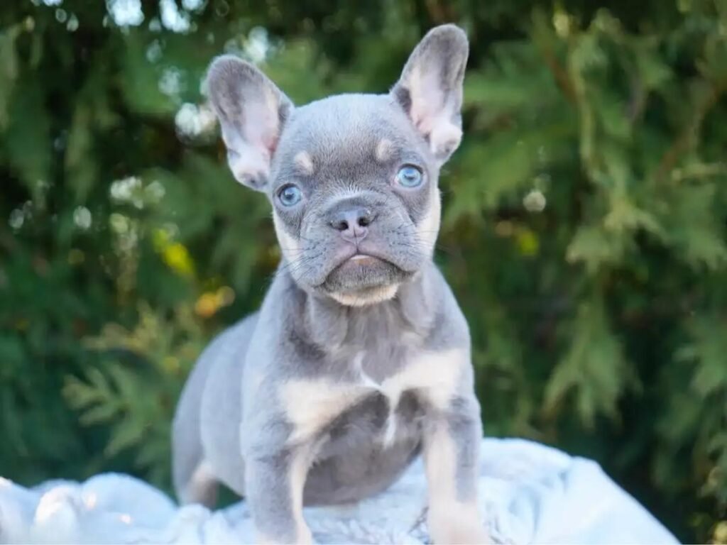 Sky French Bulldog puppy