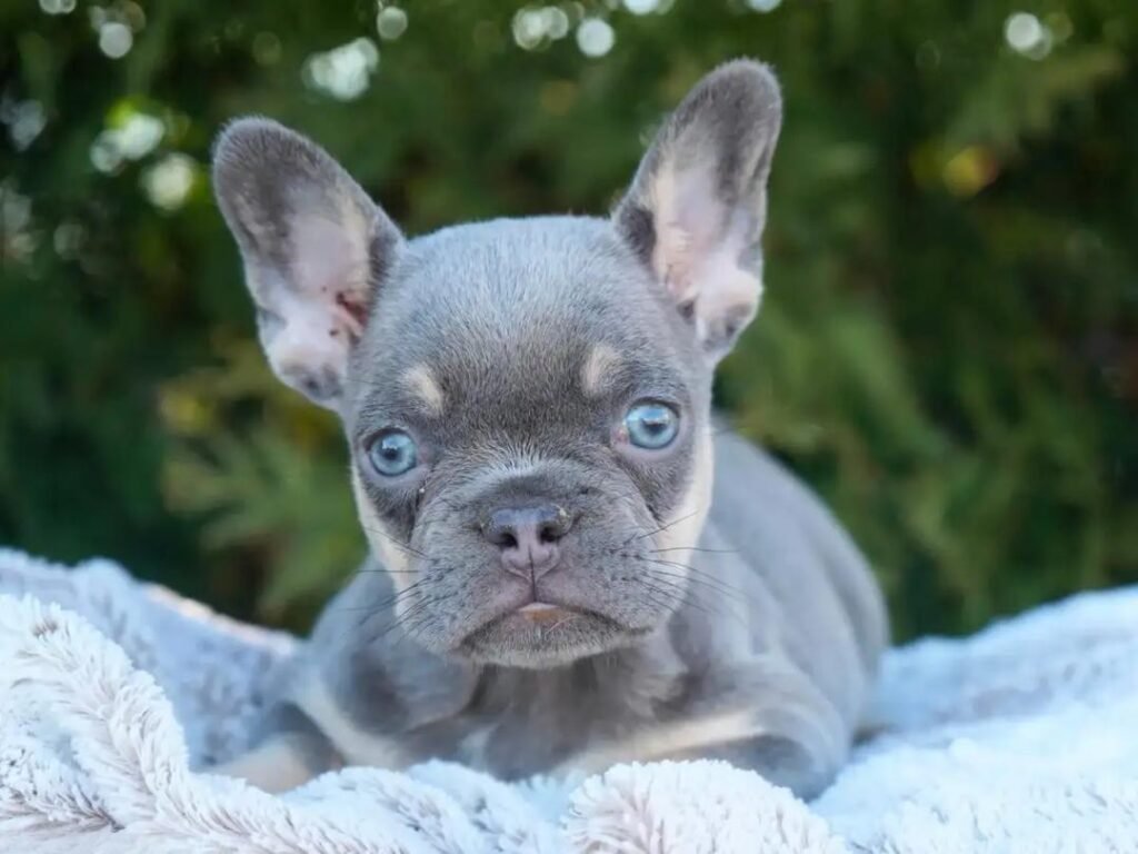 Sky the Blue & Tan French Bulldog puppy