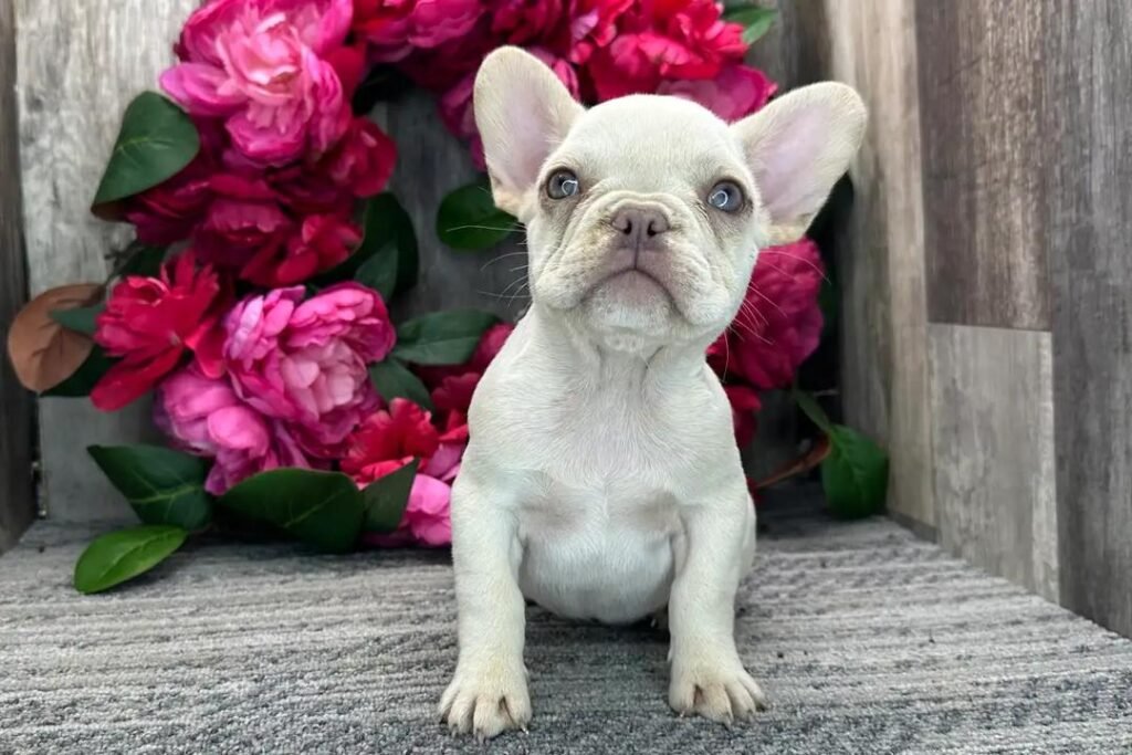 Pearl the Cream French Bulldog puppy