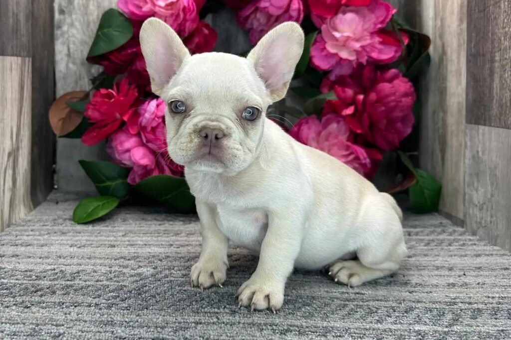 Pearl French Bulldog puppy