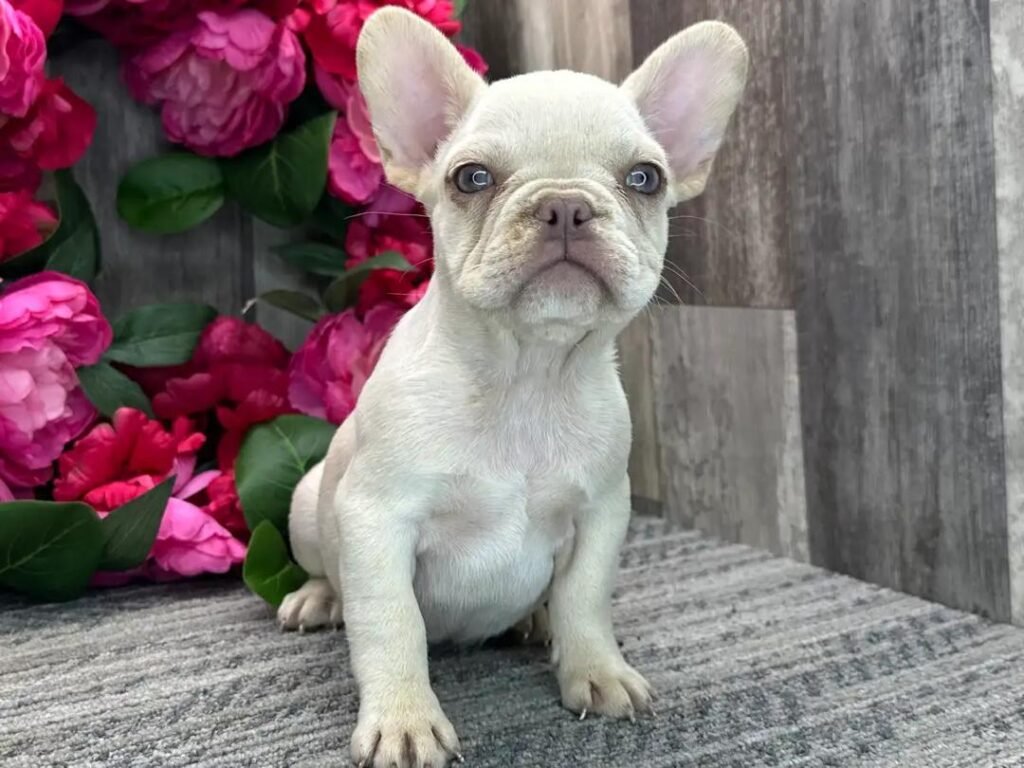 Pearl the Cream French Bulldog puppy