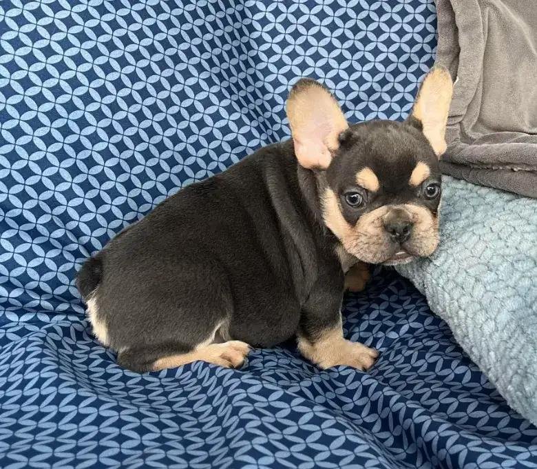 Ace the Black & Tan French Bulldog puppy