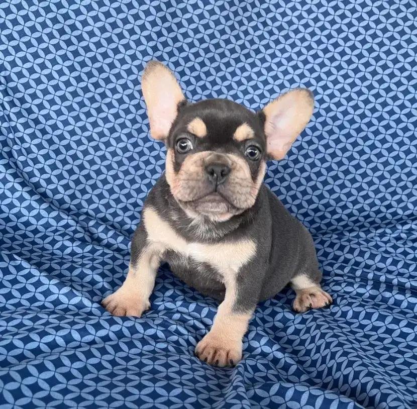 Ace the Black & Tan French Bulldog puppy