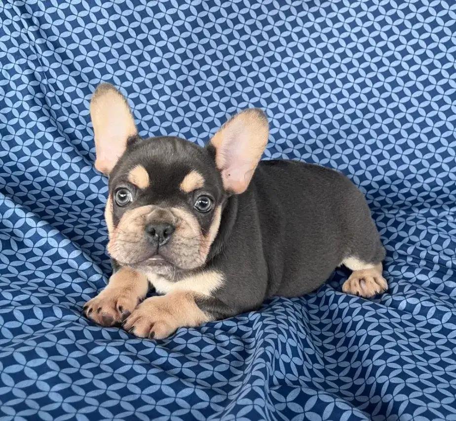 Ace French Bulldog puppy