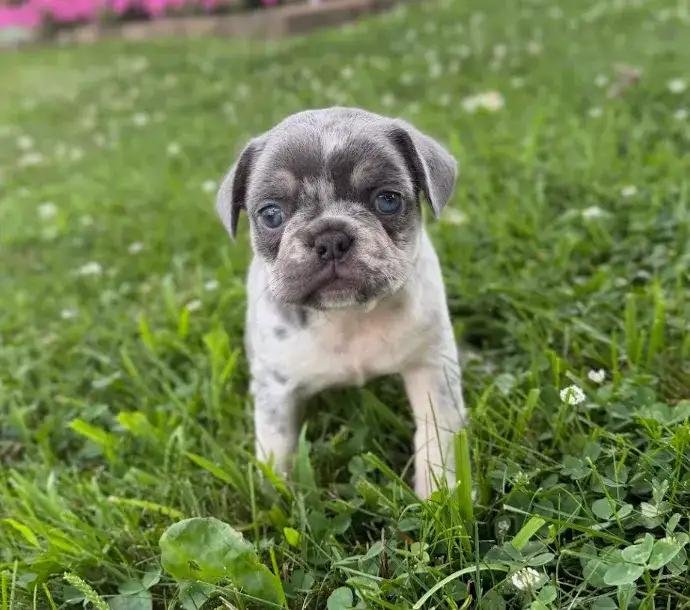 Marble the Blue-Gray Merle & White French Bulldog puppy