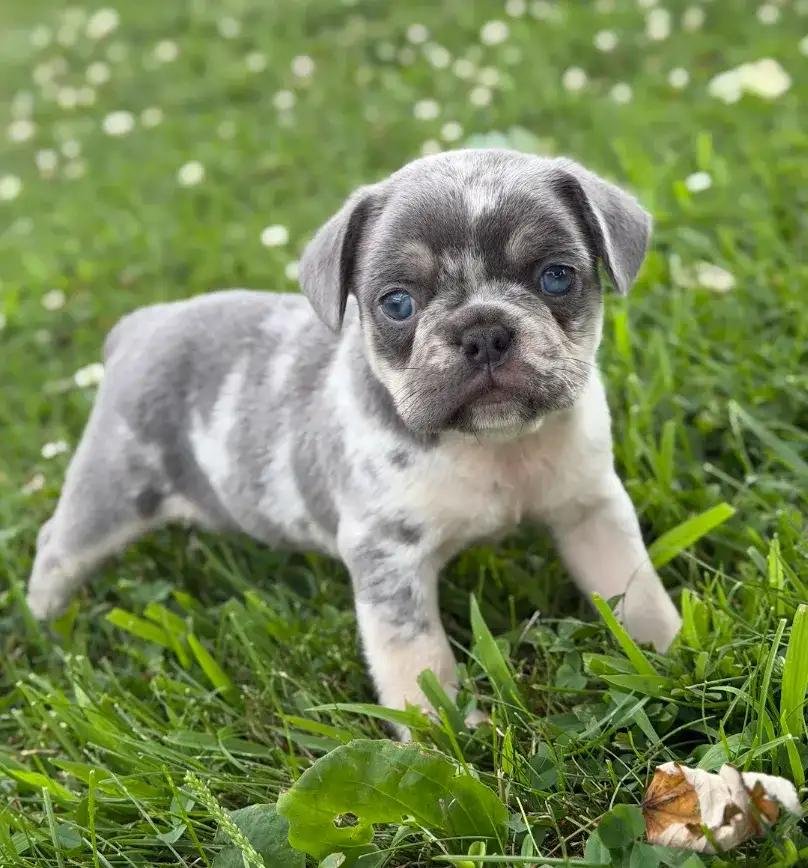 Marble French Bulldog puppy
