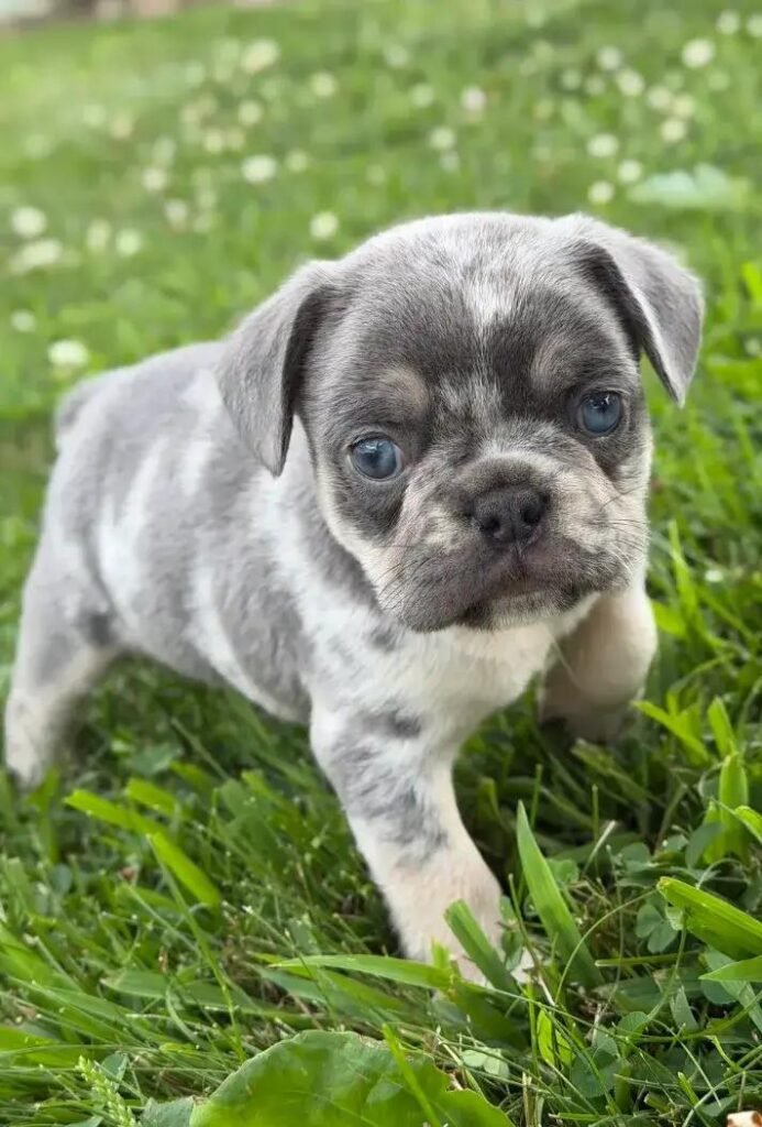 Marble the Blue-Gray Merle & White French Bulldog puppy