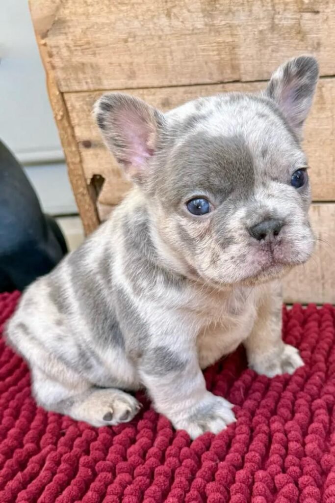 Silver French Bulldog puppy