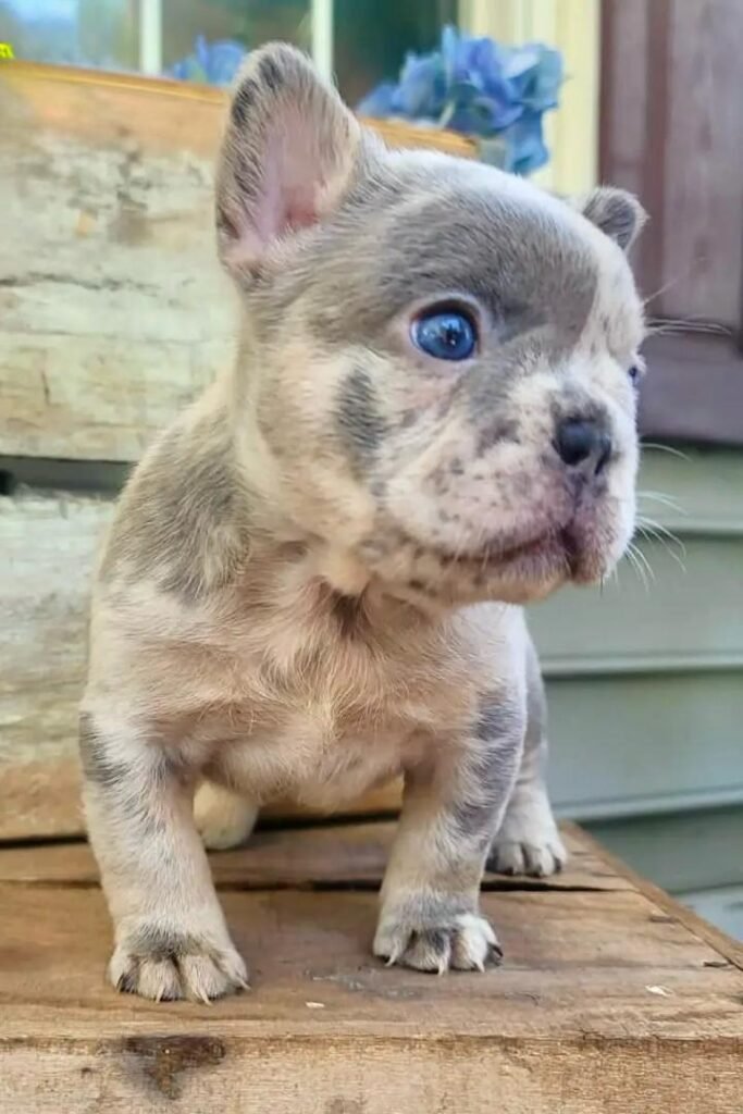 Silver the Blue Merle French Bulldog puppy