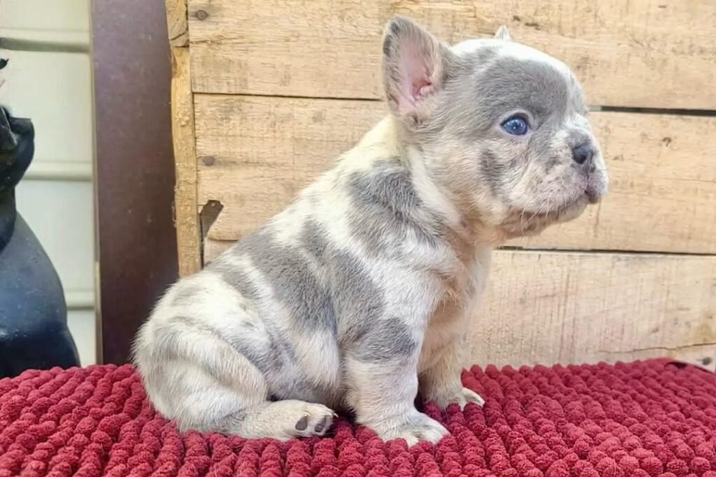Silver the Blue Merle French Bulldog puppy