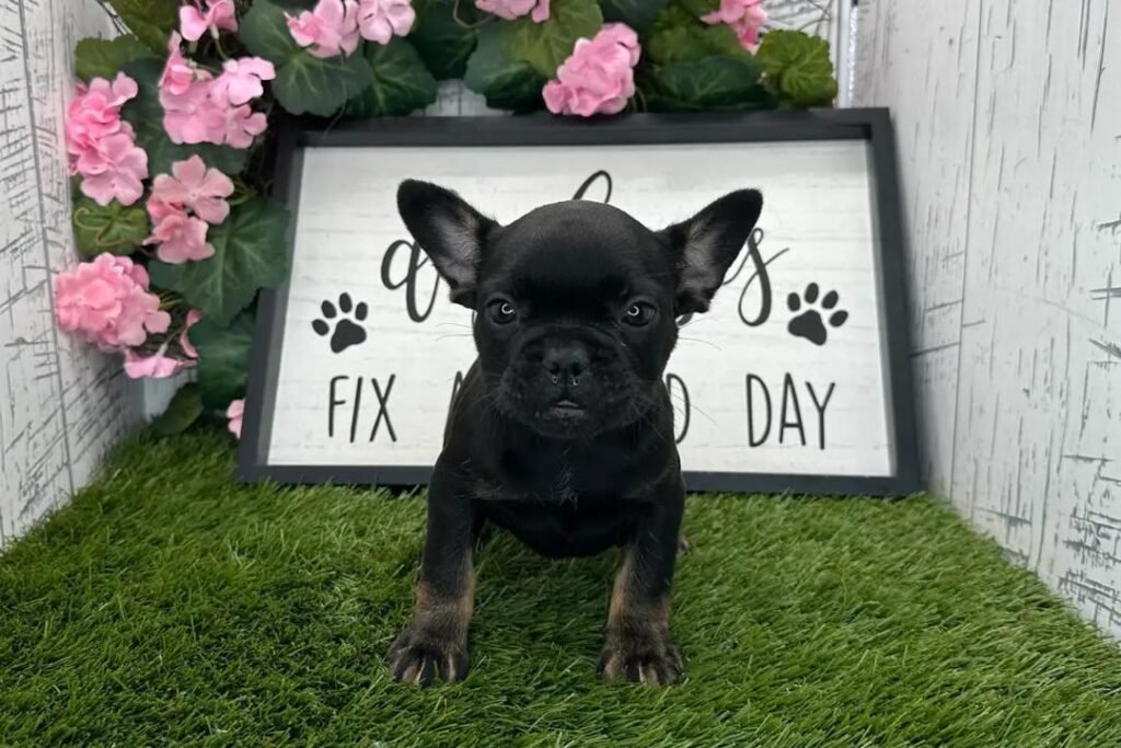 Onyx the Black French Bulldog puppy