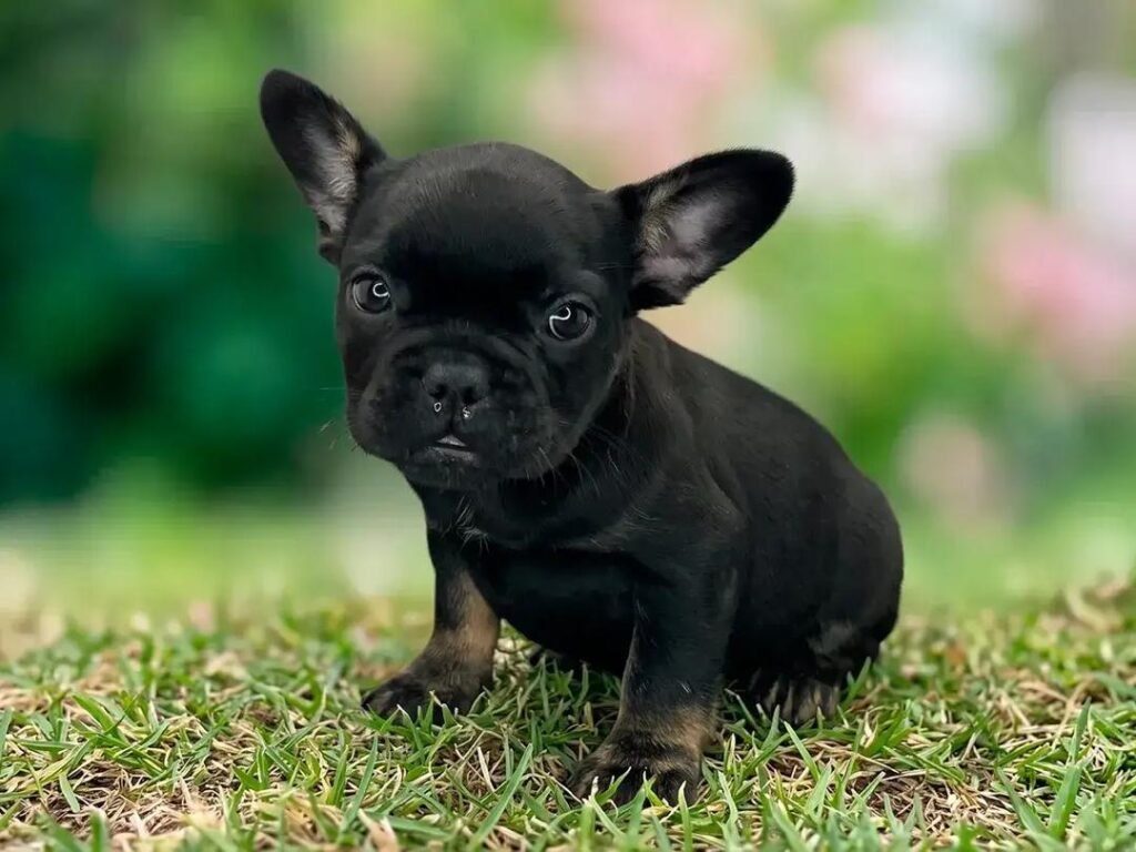 Onyx French Bulldog puppy