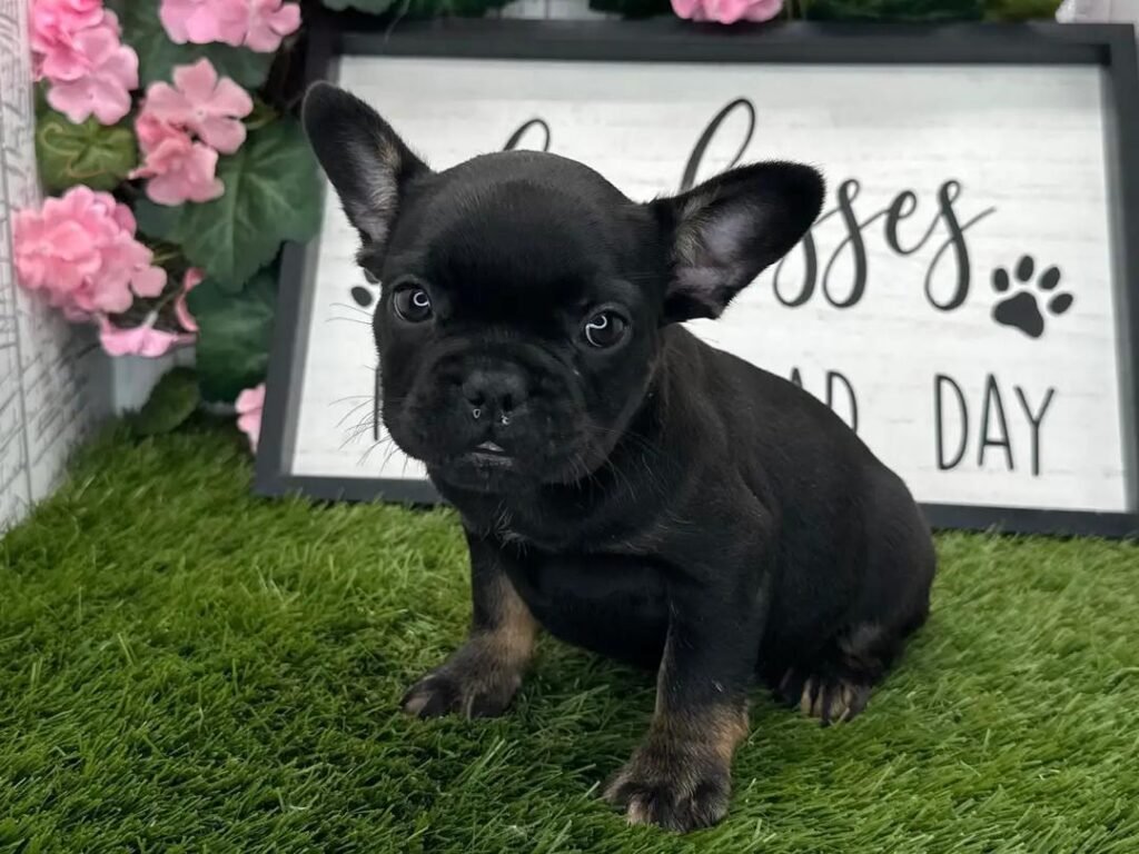 Onyx the Black French Bulldog puppy