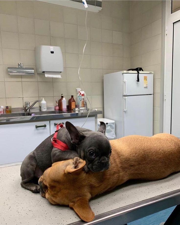 French Bulldog health and care